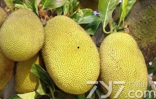 菠萝蜜怎么剥开视频,轻松掌握开果技巧