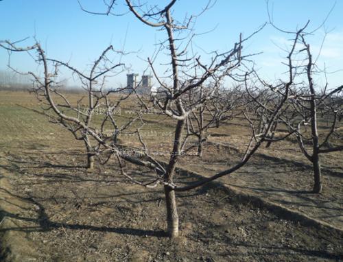 杏树剪枝技术视频,春季养护关键步骤解析