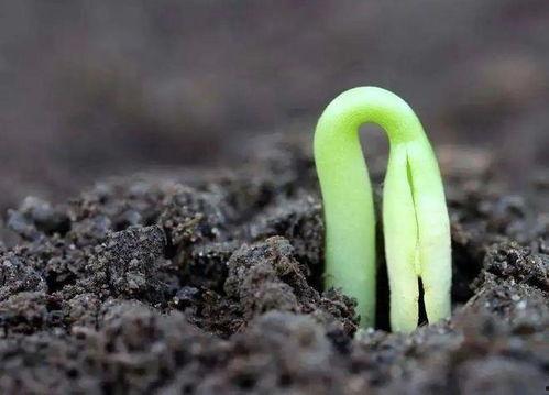 种子发芽视频,种子发芽全过程，见证生命奇迹的瞬间